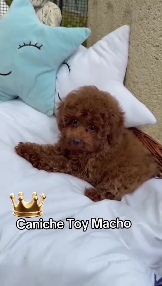 Caniche Toy perros en venta: Caniche toy disponible para entregar !! - Video 1