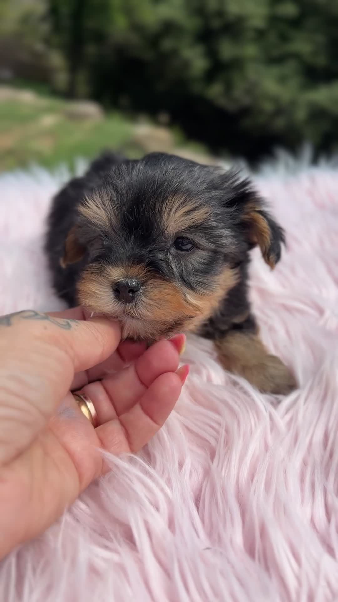 Yorkshire Terrier perros en venta: Yorkshire Toy hembra  - Video 2