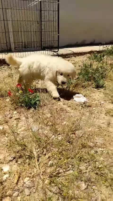 Golden Retriever perros en venta: Preciosos cachorros de golden retriever - Video 1
