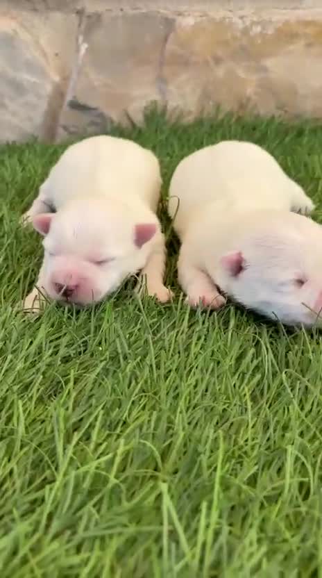 West Highland White Terrier perros en venta: West Highland white terrier-Westy - Video 1