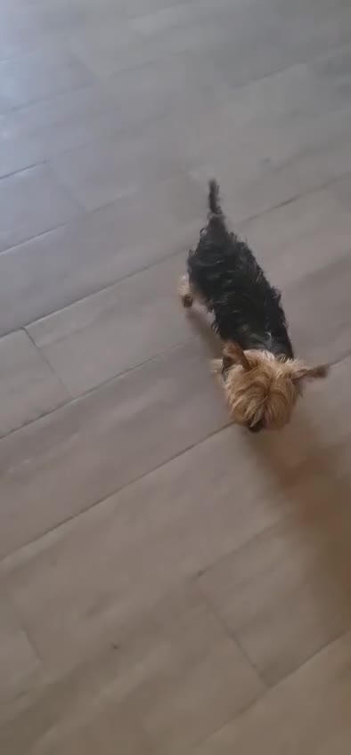 Yorkshire Terrier perros en venta: Yorkshire  - Video 2