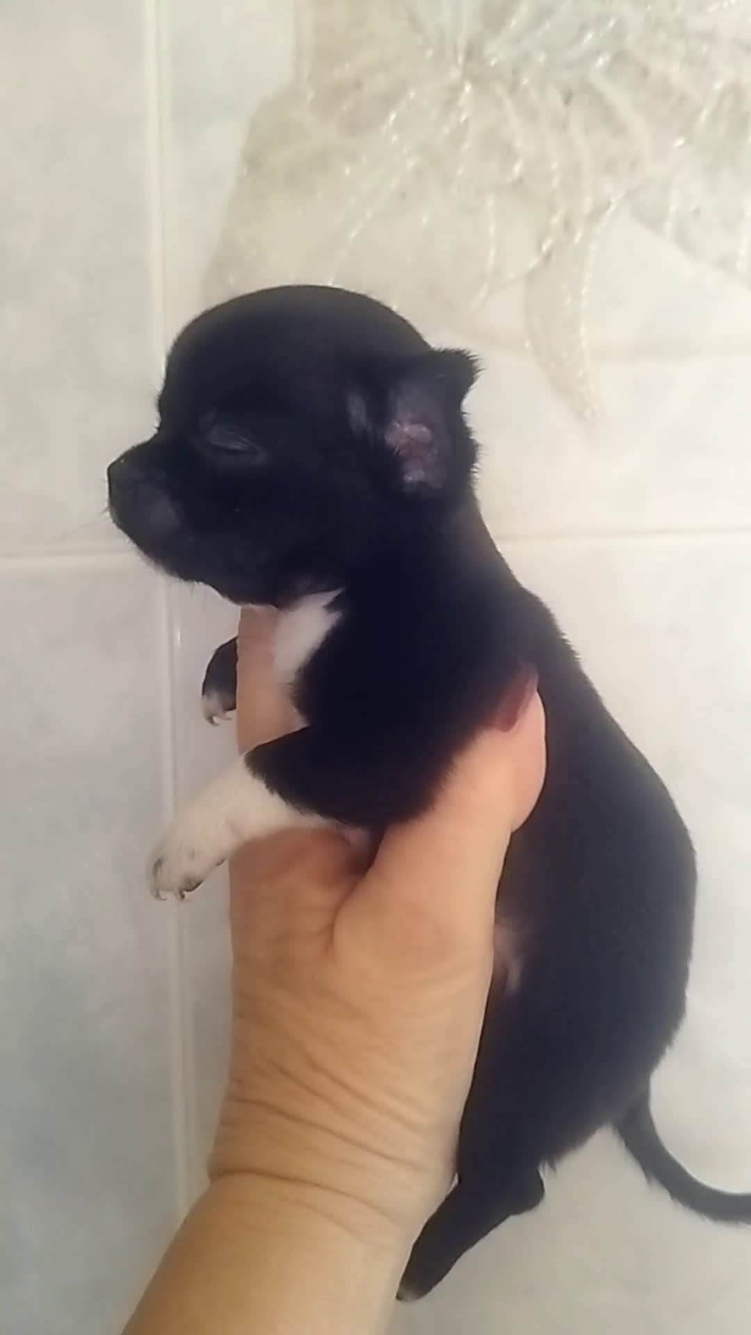 Chihuahua perros en venta: CHIHUAHUA MACHO TEA CUP - Video 1
