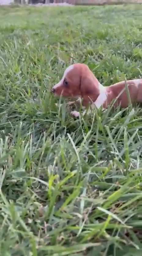 Teckel Miniatura perros en venta: Teckel kaninchen  - Video 1
