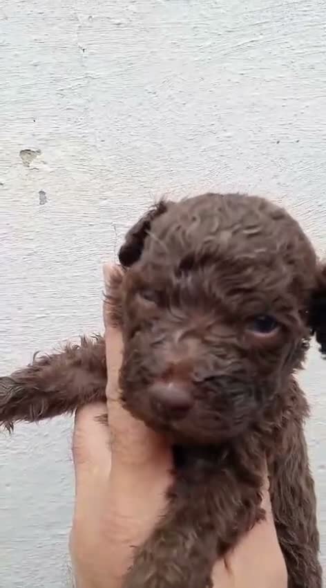 Perro de Agua Español perros en venta: Perros de agua  - Video 2