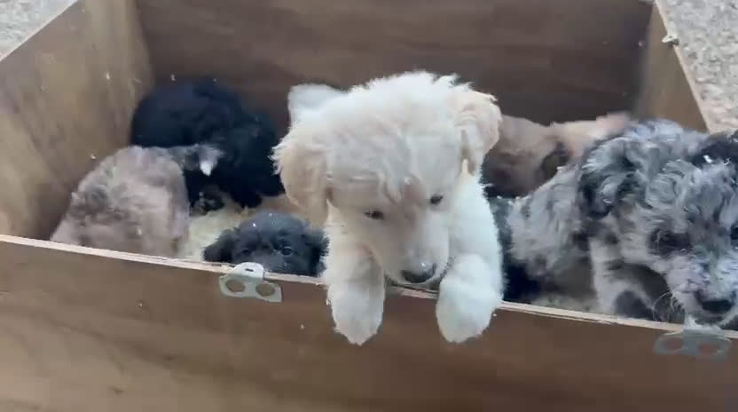 Raza Mixta perros en venta: Golden mezcla preciosos bebes  - Video 1