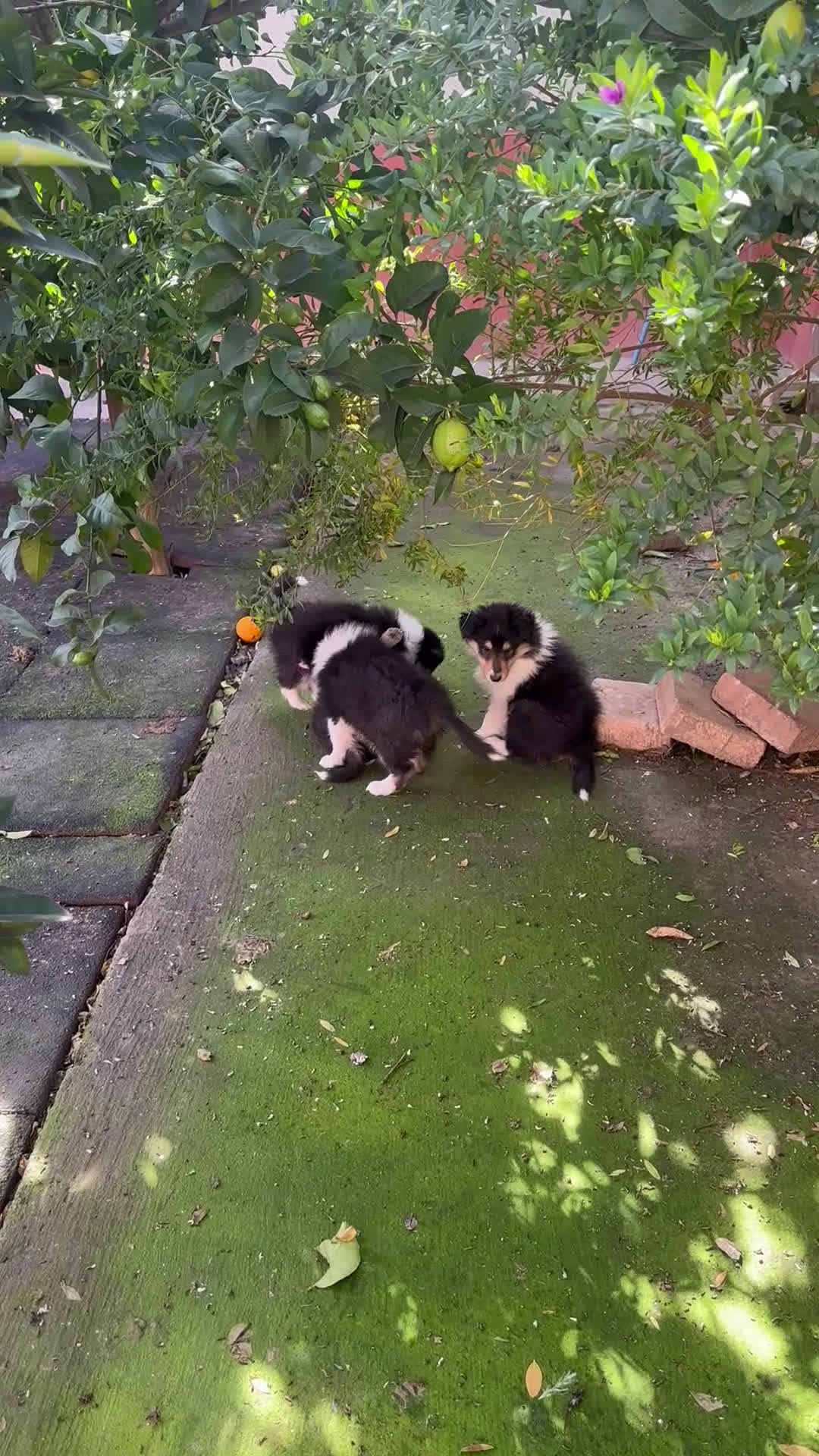 Collie de Pelo Largo perros en venta: Rough collie - Video 1