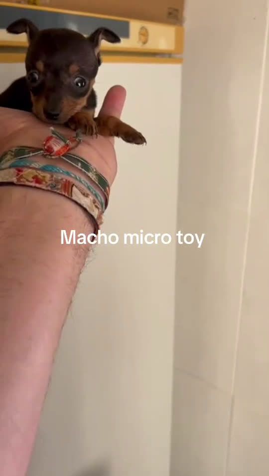 Chihuahua perros en venta: Chihuhuas - Video 1