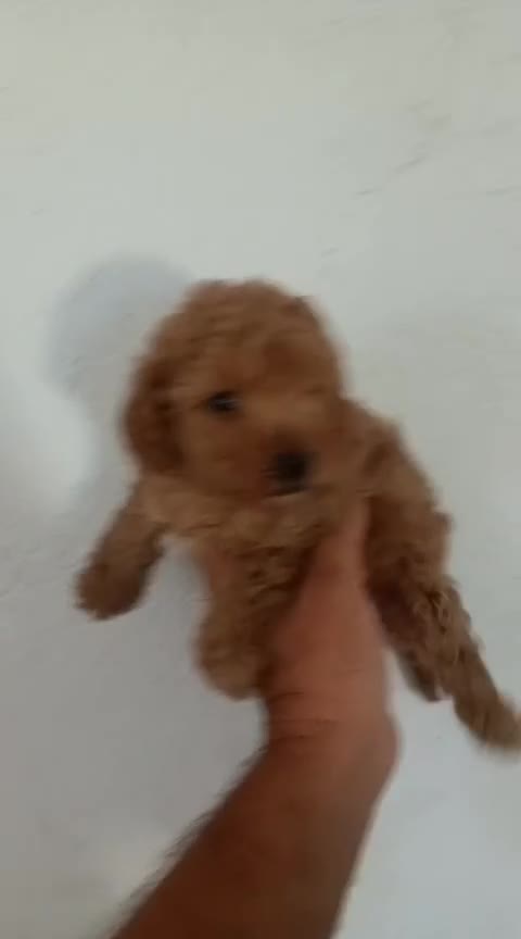 Caniche Toy perros en venta: Caniche Toy  - Video 2