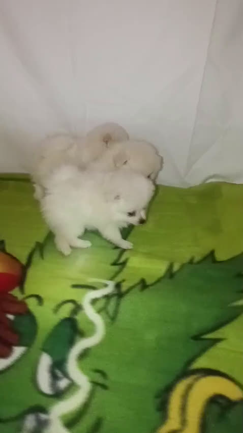 Pomerania perros en venta: OFERTA HEMBRITAS POMERANIAS desde 700 € - Video 1