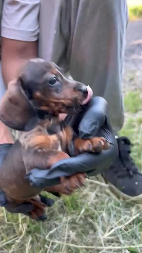 Teckel Miniatura perros en venta: Teckel mini  - Video 1