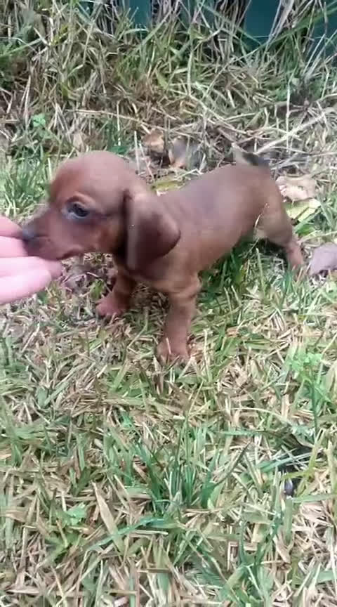 Teckel Miniatura perros en venta: Teckel rojos - Video 1