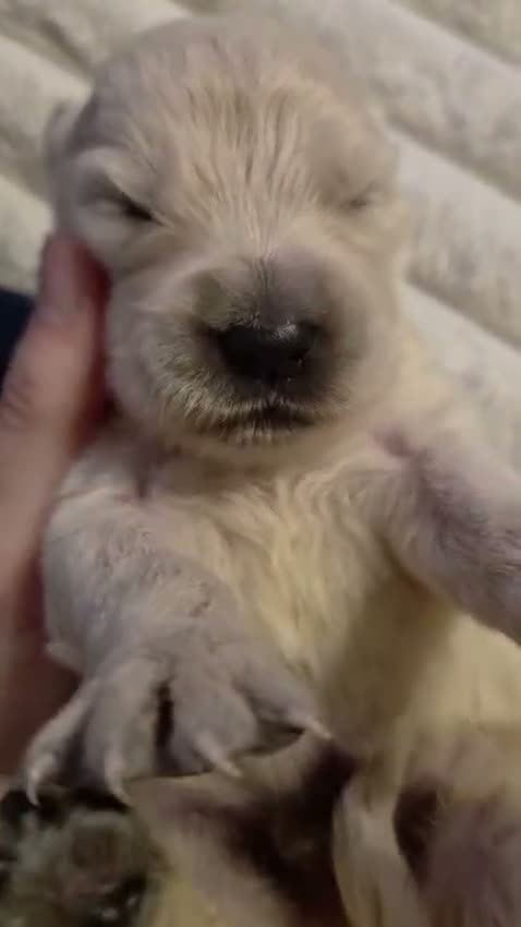 Golden Retriever perros en venta: Golden Retriever  - Video 1