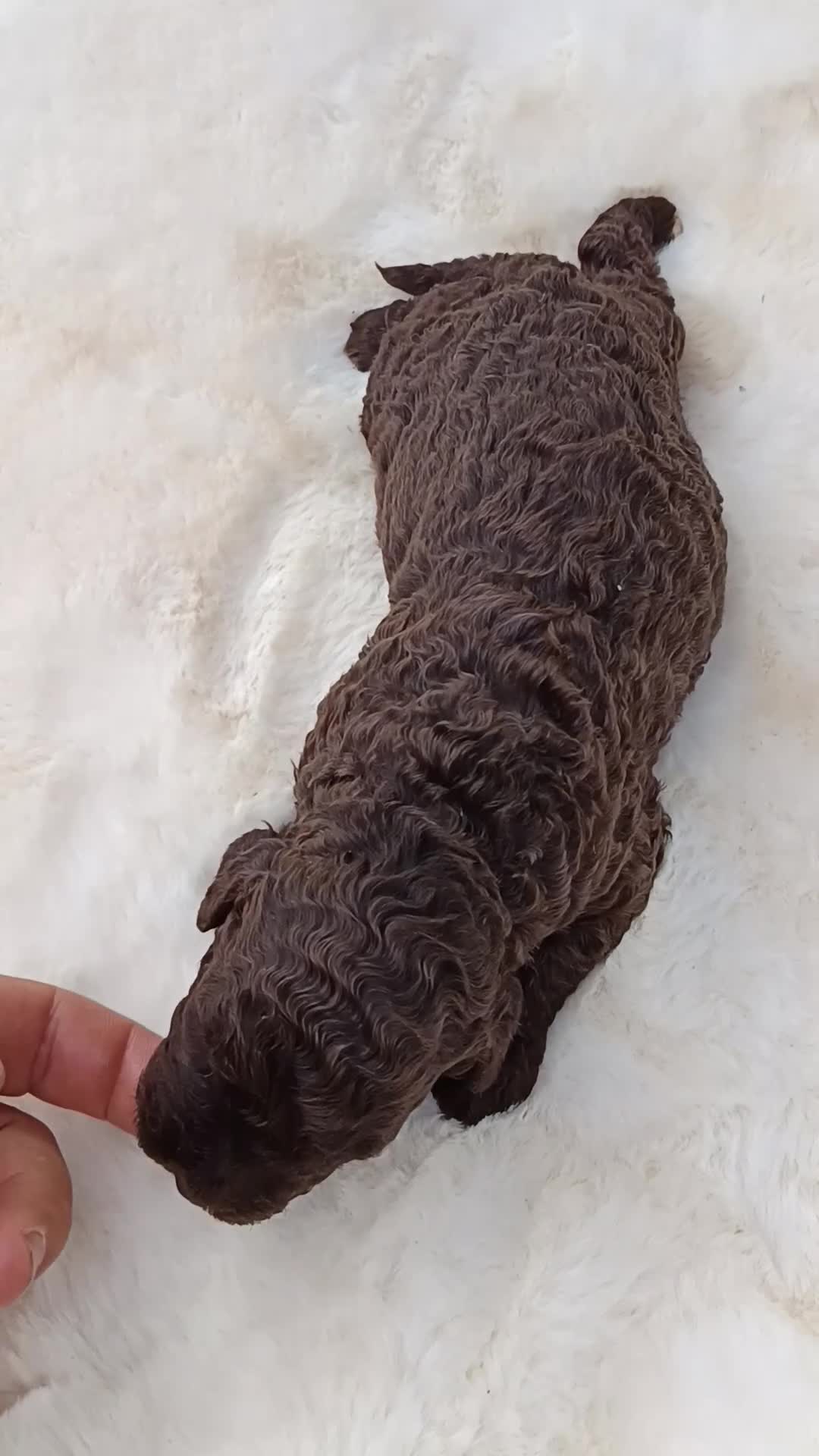 Perro de Agua Español perros en venta: Perro de agua  - Video 2