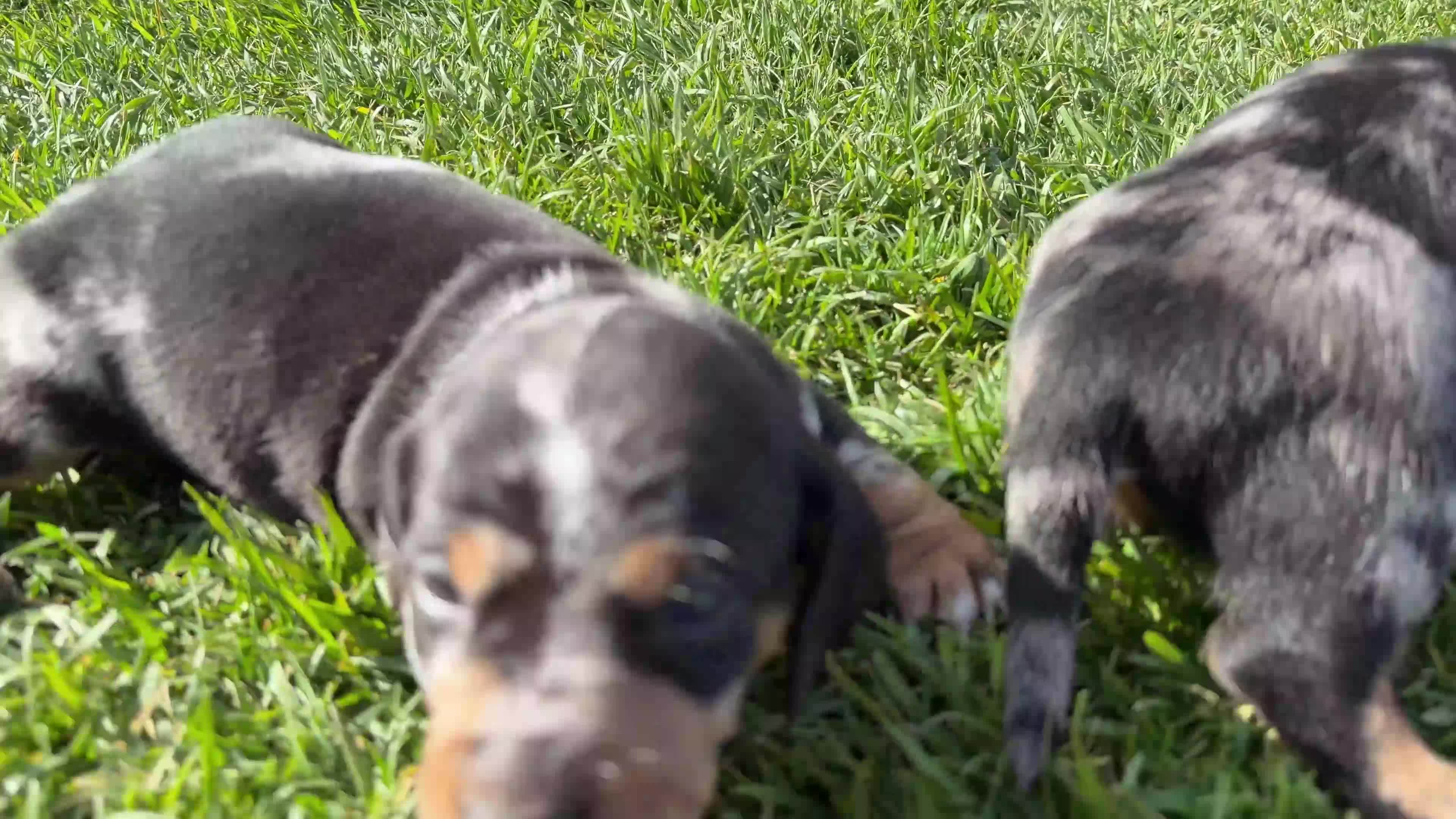Teckel Miniatura perros en venta: Preciosos Teckel miniatura machos arlequín plata - Video 1