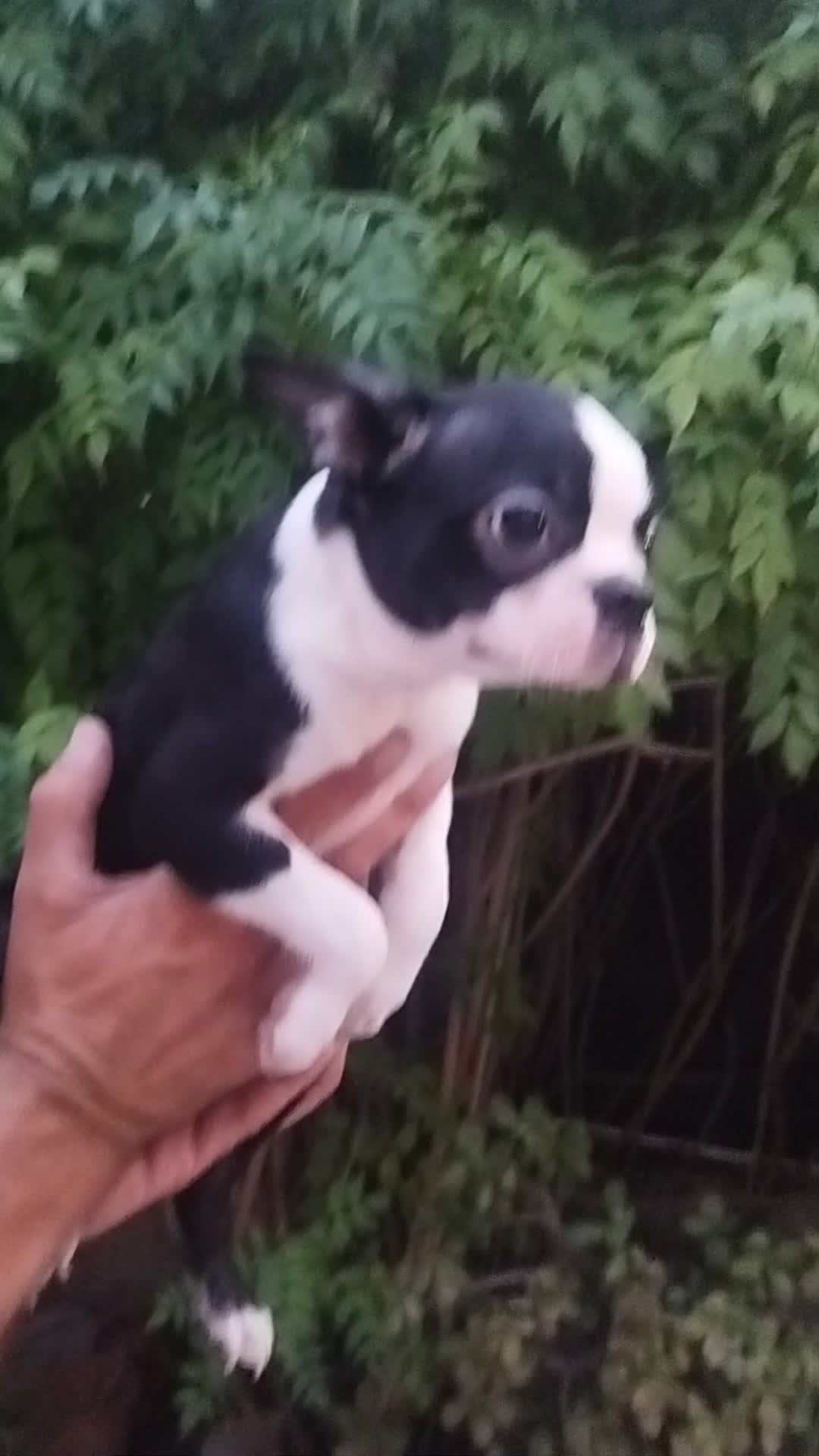 Boston Terrier perros en venta: BOSTON. CALIDAD Y SELECCIÓN  - Video 2