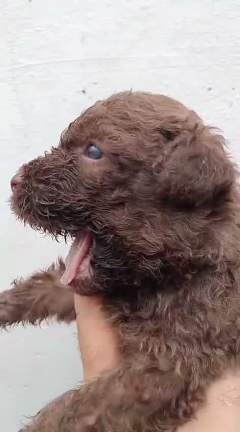 Perro de Agua Español perros en venta: Perros de agua  - Video 1