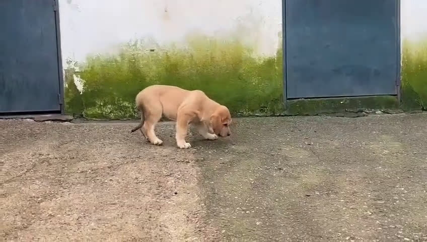 Mastín Español perros en venta: Mastín Español - Video 3