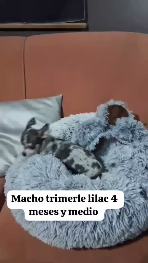 Chihuahua perros en venta: chihuahua merle lilac  4meses muy pequeños  - Video 2