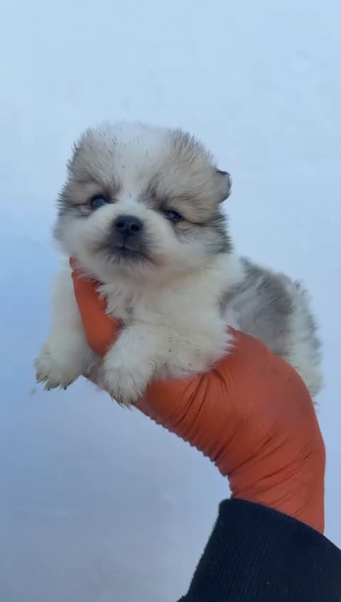 Pomerania perros en venta: CACHORROS DE POMERANIA TOY - Video 2