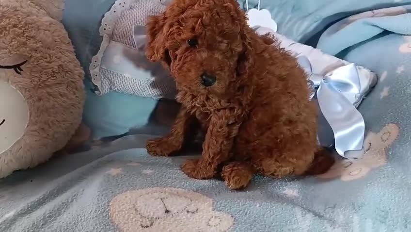 Caniche Toy perros en venta: Preciosos caniches rojos - Video 1
