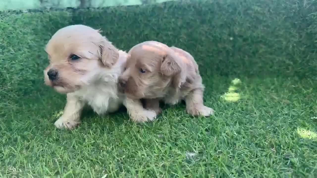 Maltipoo perros en venta: MALTIPOO - Video 2
