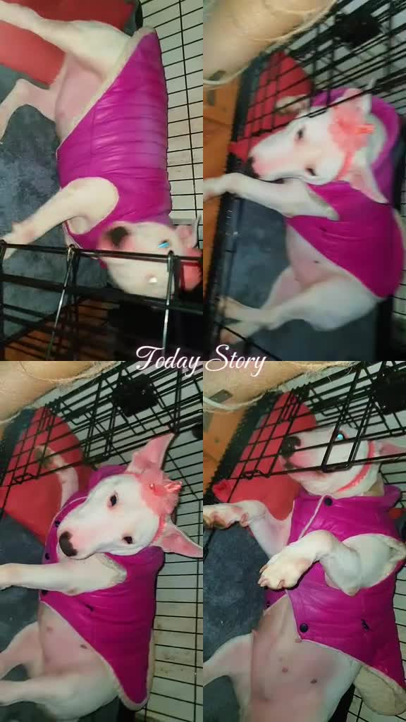 Bull Terrier perros para monta: Busco bull terrier mini para monta macho - Video 1