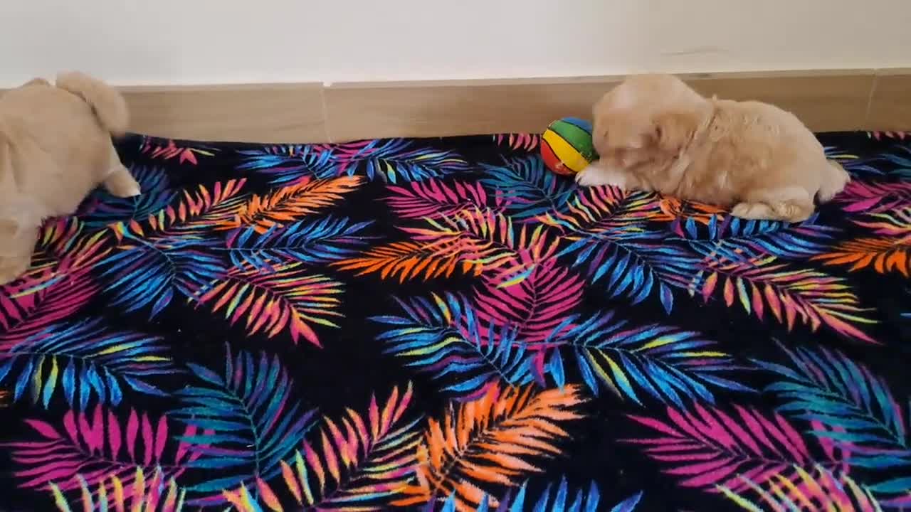 Maltipoo perros en venta: Cachorritos de Maltipoo Toy  - Video 1