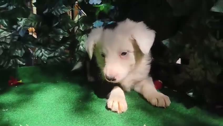Border Collie perros en venta: Borde collie  - Video 1