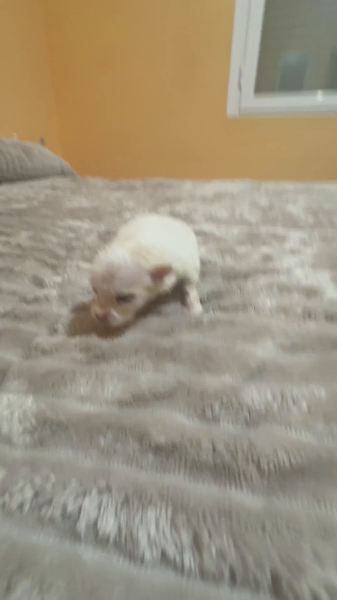 Pomerania perros en venta: Lulu Pomerania Toy party naranja hembra  - Video 1