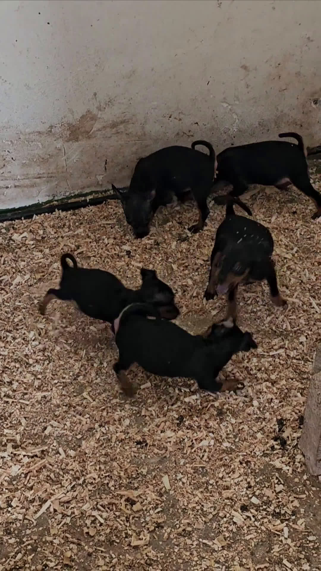 Pinscher Miniatura perros en venta: Espectaculares mini pincher  - Video 1