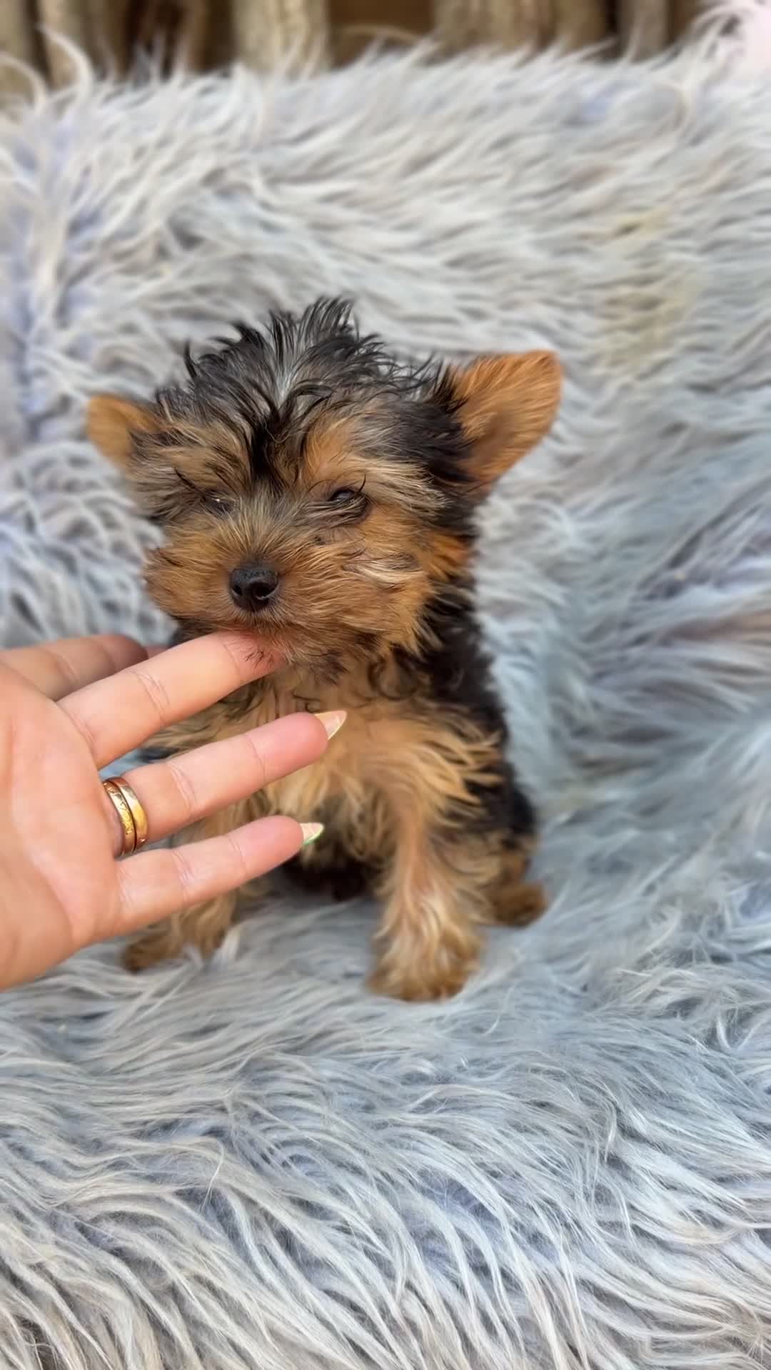 Yorkshire Terrier perros en venta: Yorkshire Toy macho  - Video 1