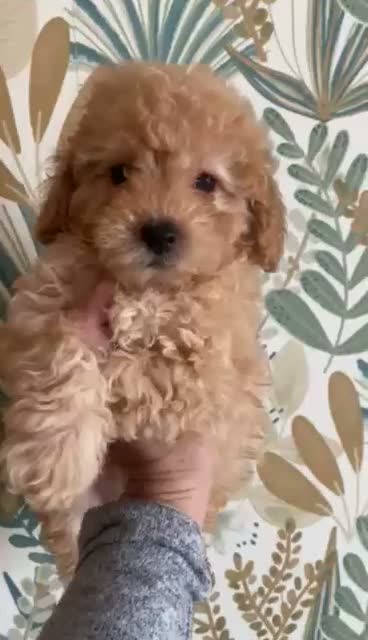 Caniche Toy perros en venta: Precio y fotos reales en Madrid - Video 1