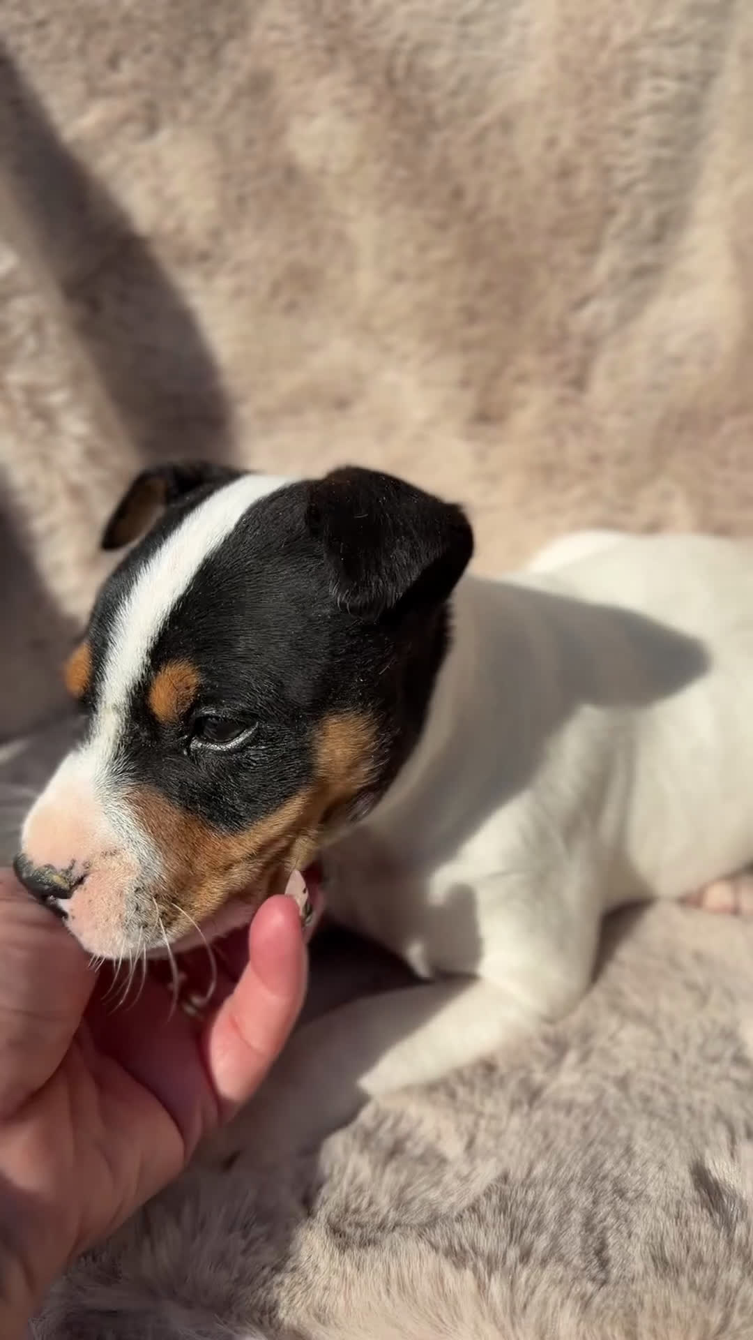 Ratonero Bodeguero Andaluz perros en venta: Bodeguero andaluz  - Video 1