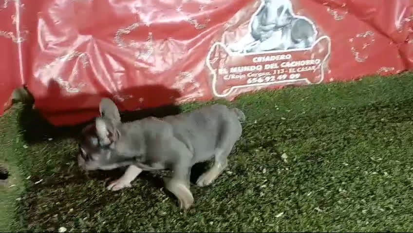 Bulldog Francés perros en venta: camada bulldog frances tricolor  en Madrid - Video 2