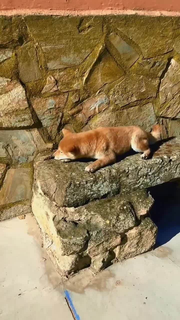 Shiba Inu perros en venta: Shiba inu - Video 1