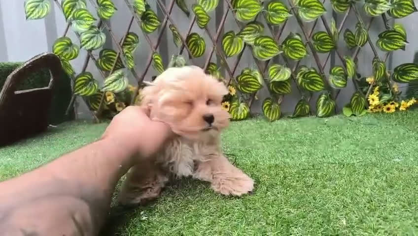 Maltipoo perros en venta: Maltipoo, machos y hembras  en Granada - Video 5