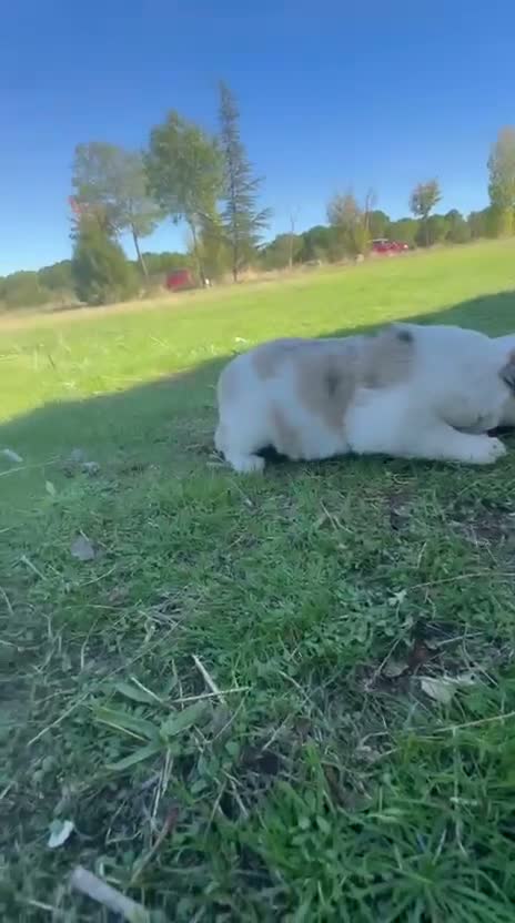 Border Collie perros en venta: Border Collie - Video 2