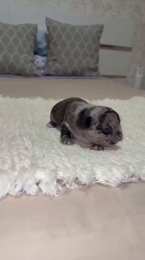 Bulldog Francés perros en venta: Bulldog francés espectacular morfología  - Video 3