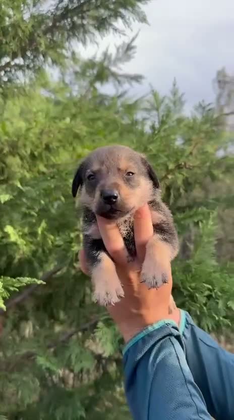 Raza Mixta perros en venta: Cachorros de Teckel y Shiba Inu - Video 1