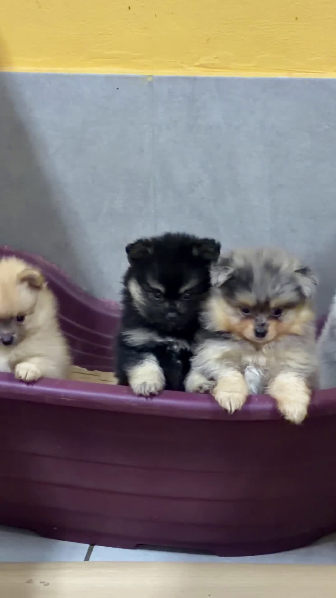 Pomerania perros en venta: Camada Pomerania Toy cara de oso  - Video 1