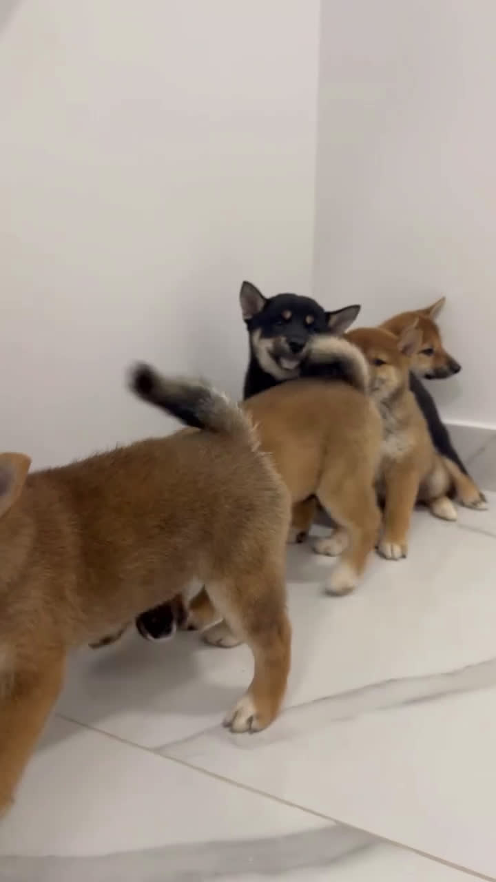Shiba Inu perros en venta: Camada de Shiba-Inu  - Video 1