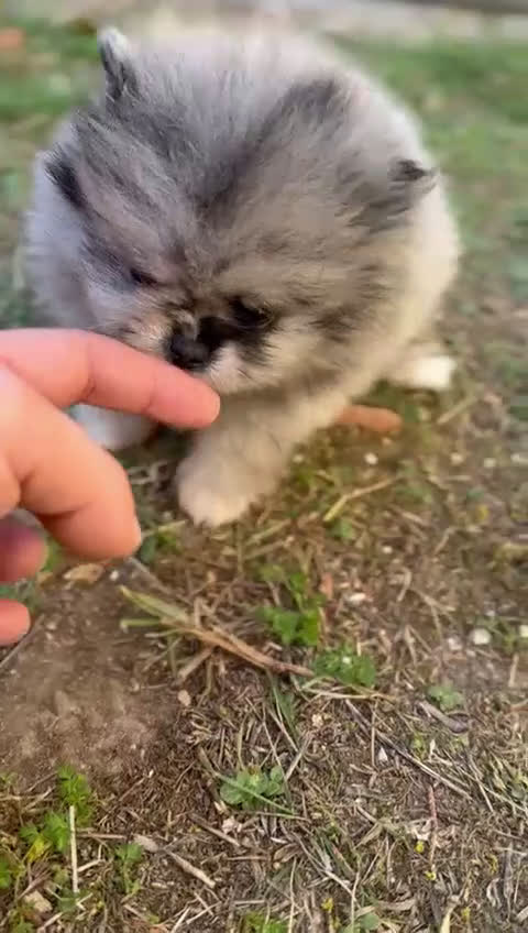 Pomerania perros en venta: Pomerania Minitoy cara oso Merle  - Video 2