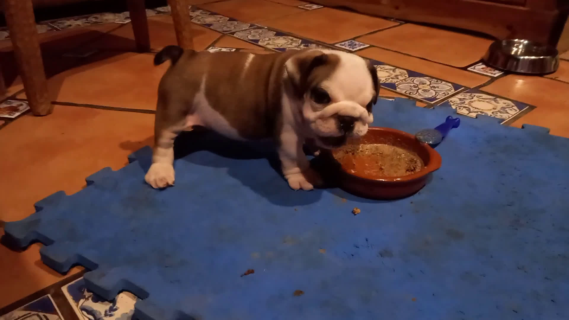 Bulldog Inglés perros en venta: Cachorro bulldog ingles  - Video 2