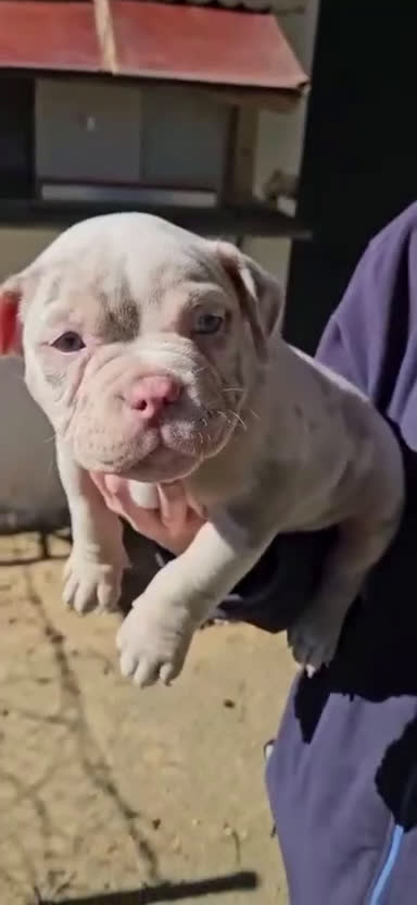American Bully perros en venta: American Bully hembra micro una pasada  - Video 1