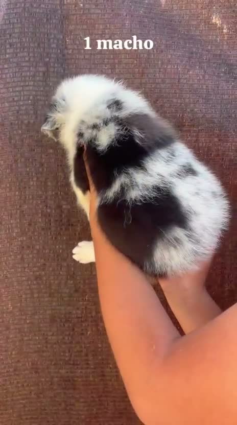 Border Collie perros en adopcion: Border collie - Video 3