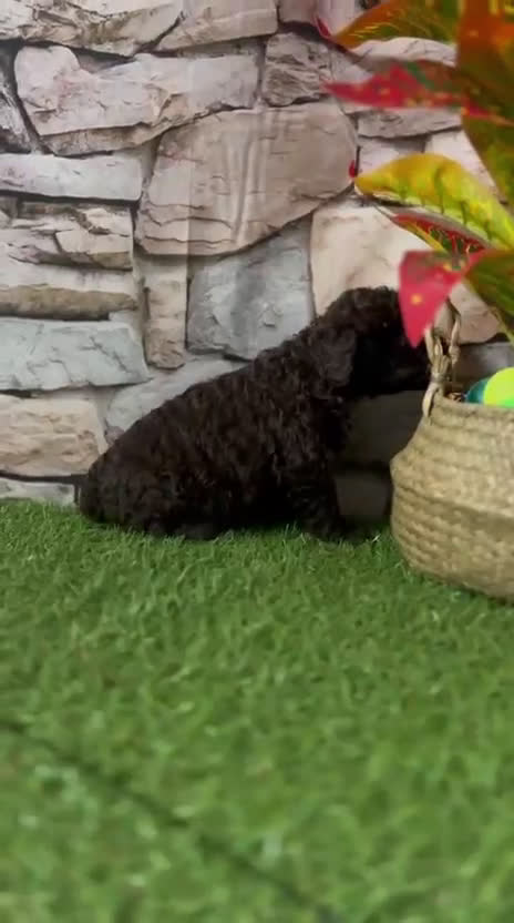 Perro de Agua Español perros en venta: PERRO DE AGUA ESPAÑOL - Video 1