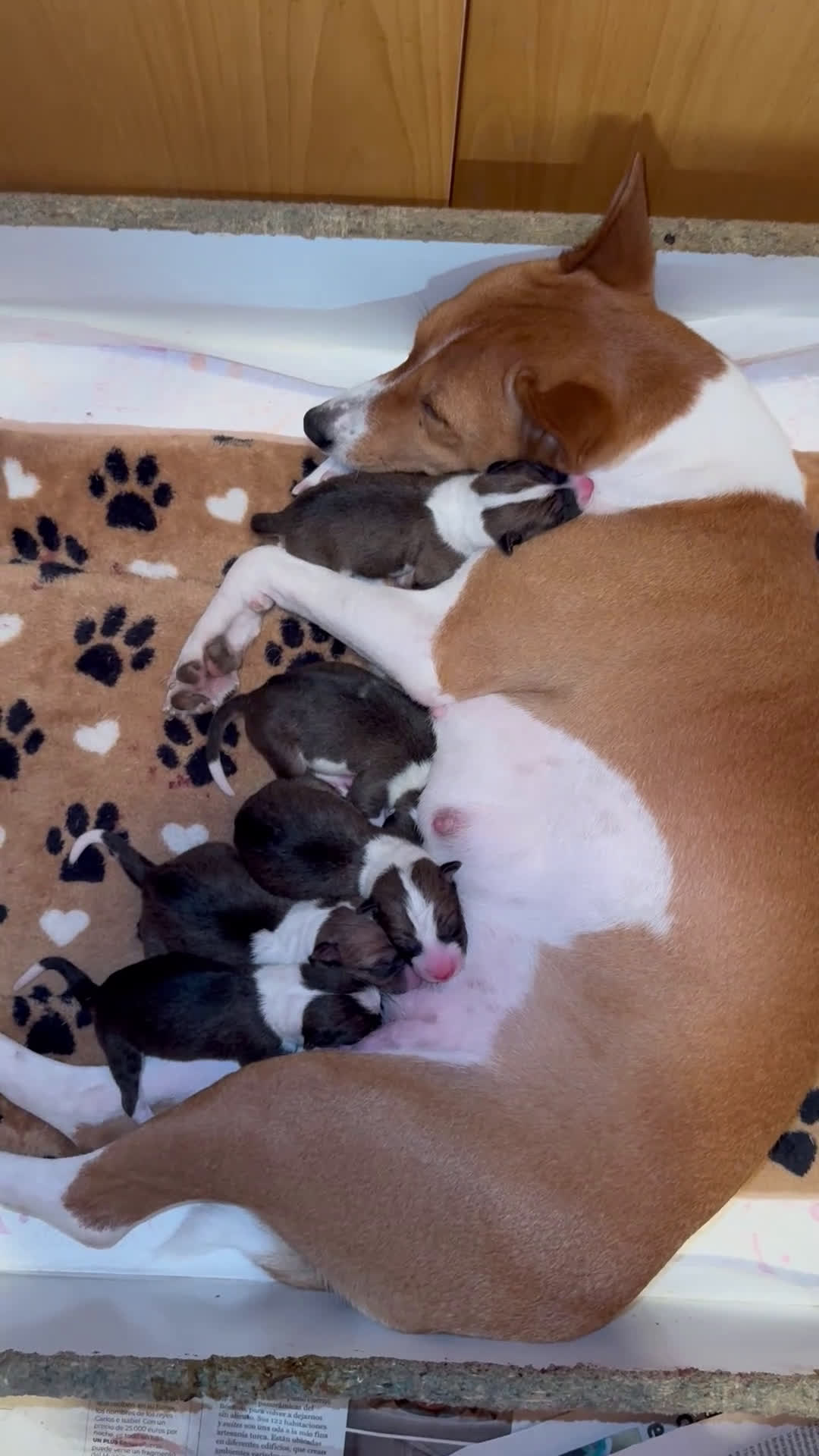 Basenji perros en venta: Basenji disponible - Video 1