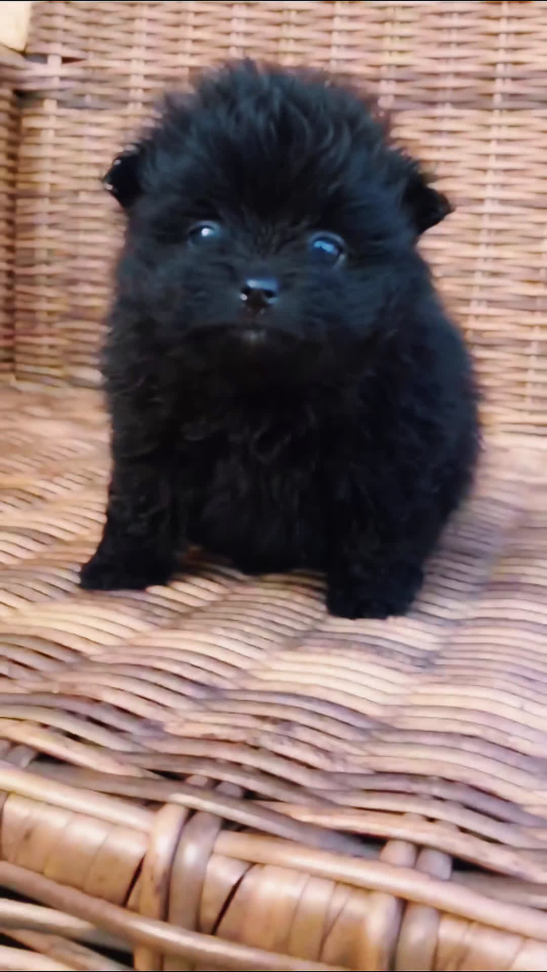 Pomerania perros en venta: Pomerania de capricho en Illes Balears - Video 1