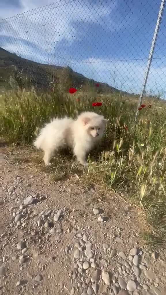 Pomerania perros en venta: Pomerania  - Video 1
