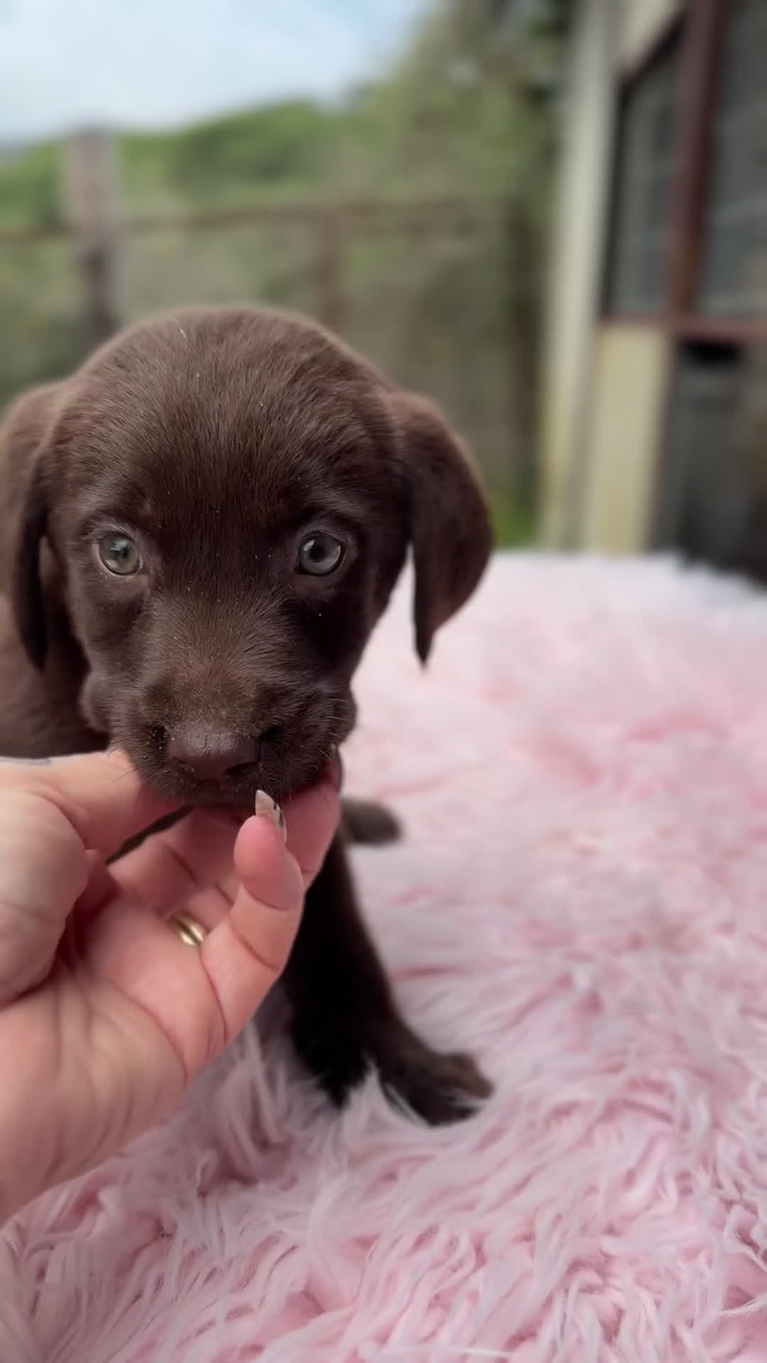 Labrador Retriever perros en venta: Labrador chocolate  - Video 1